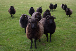 Hebridean Sheep