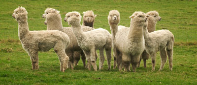 Alpacas looking in all directions - Photograph by Rob Wareman