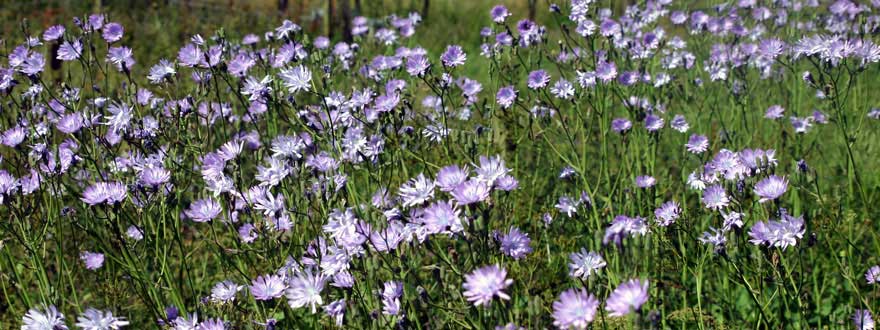 Chicory at Cormiston Farm