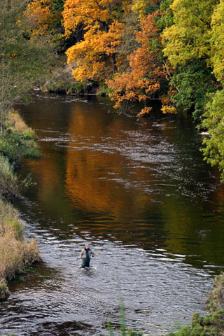 Fly Fishing on the River Tweed near Neidpath Castle