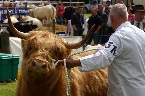 Highland Cow at the Biggar Show