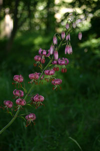 Martagon Lily - July