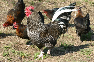 Scots Grey Cockerel