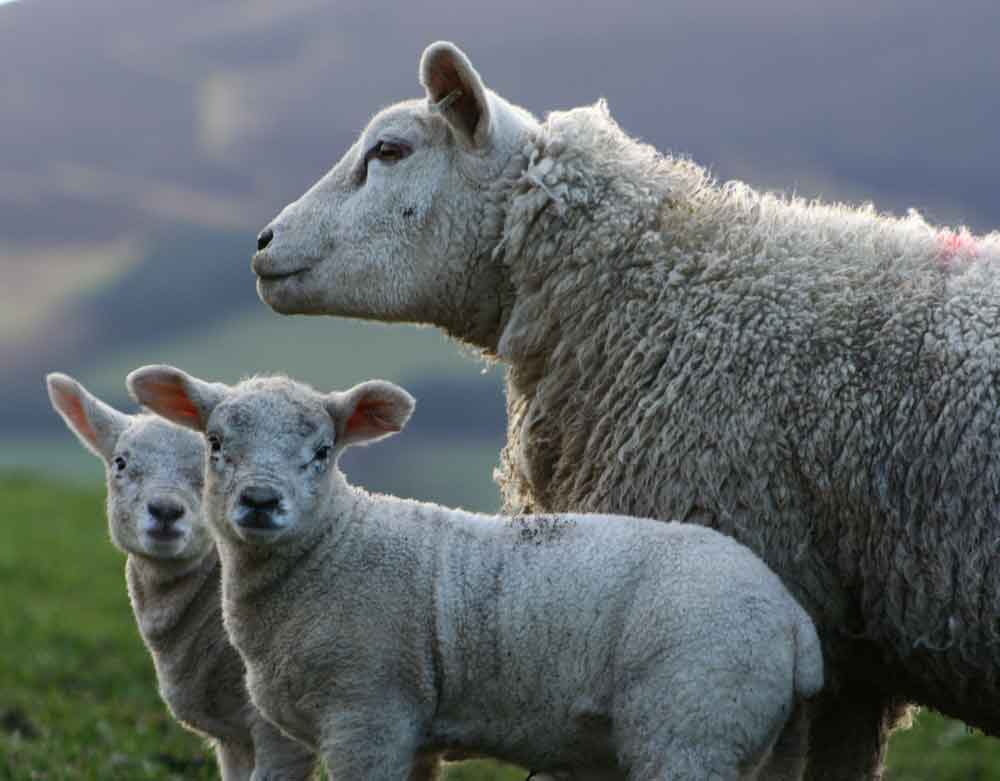Texel Lambs