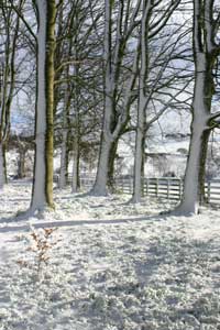 Woodland in February