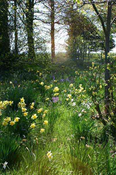 Woodland Garden